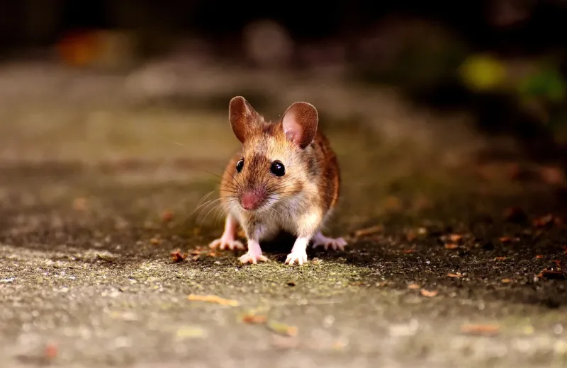 small mouse walking on a path