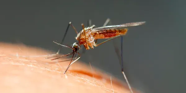 mosquito landing on someone's arm