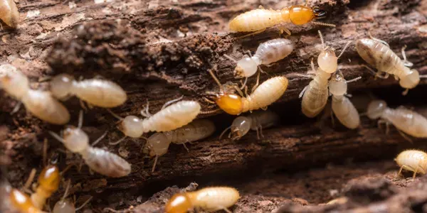 termites on wood